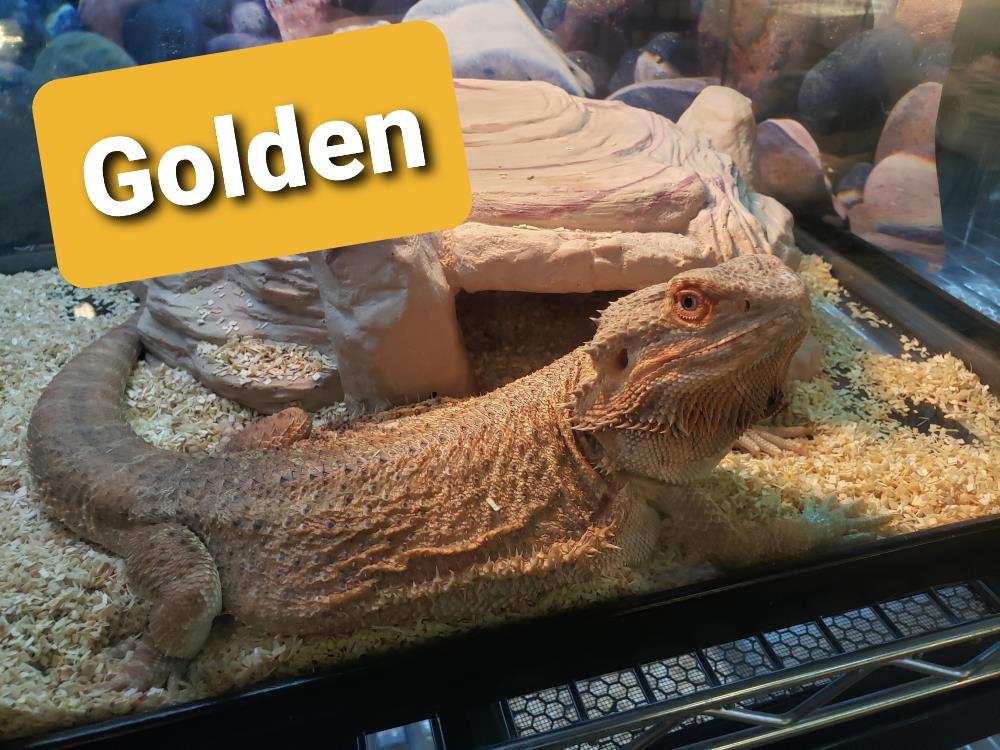 Golden
