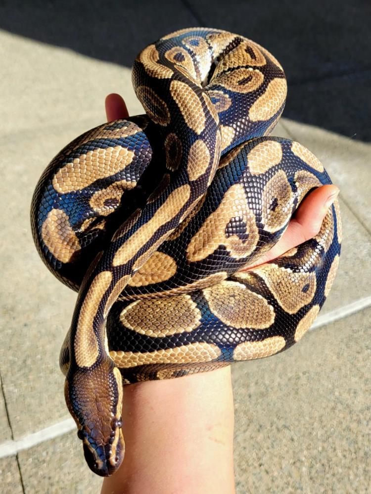 Fettuccine