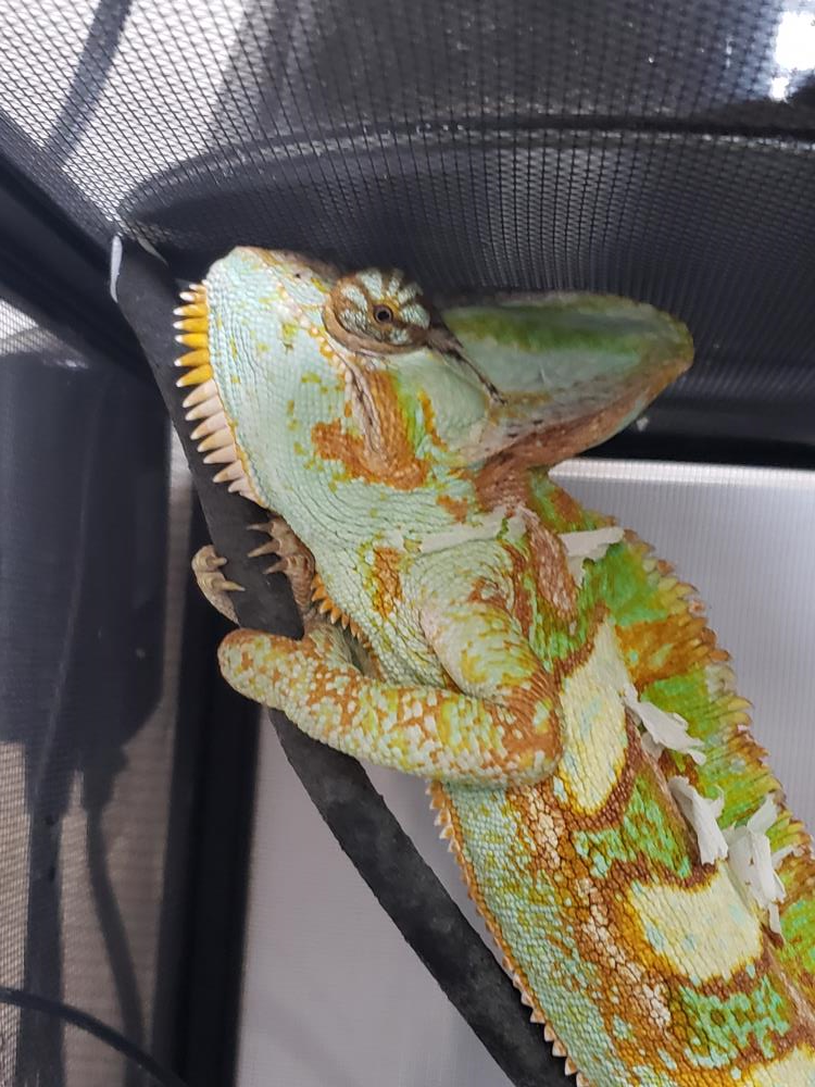 Mr. Grabby Hands