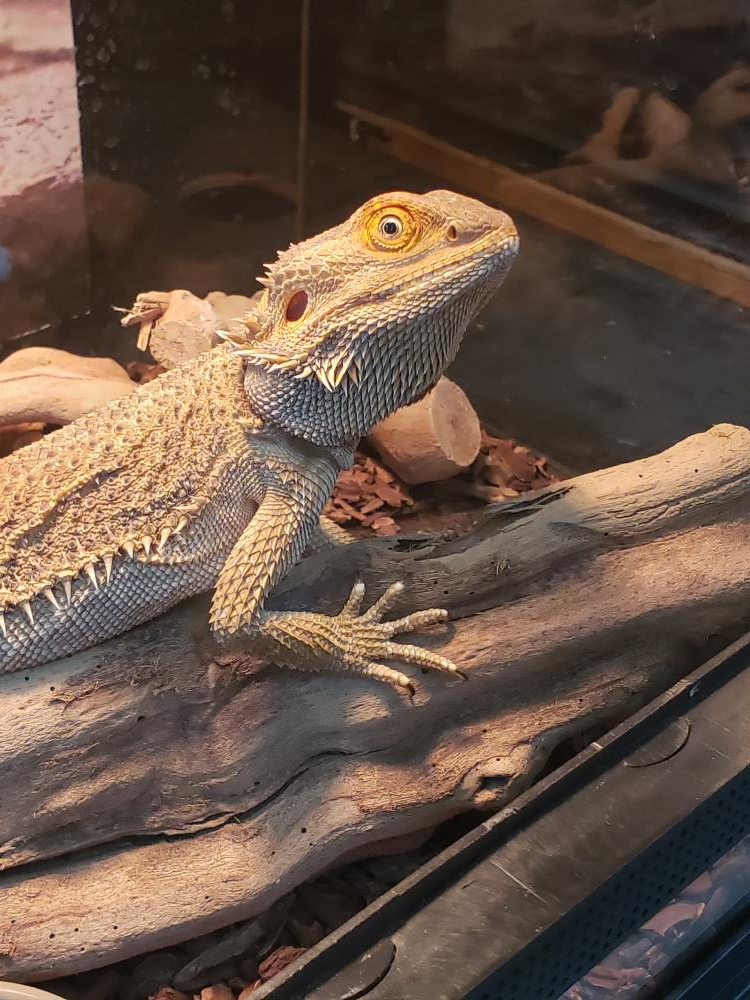 Varrish