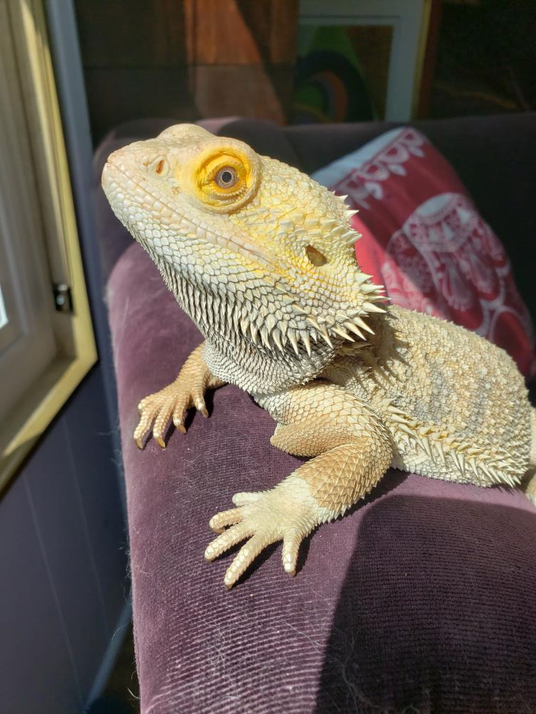 Lizzy