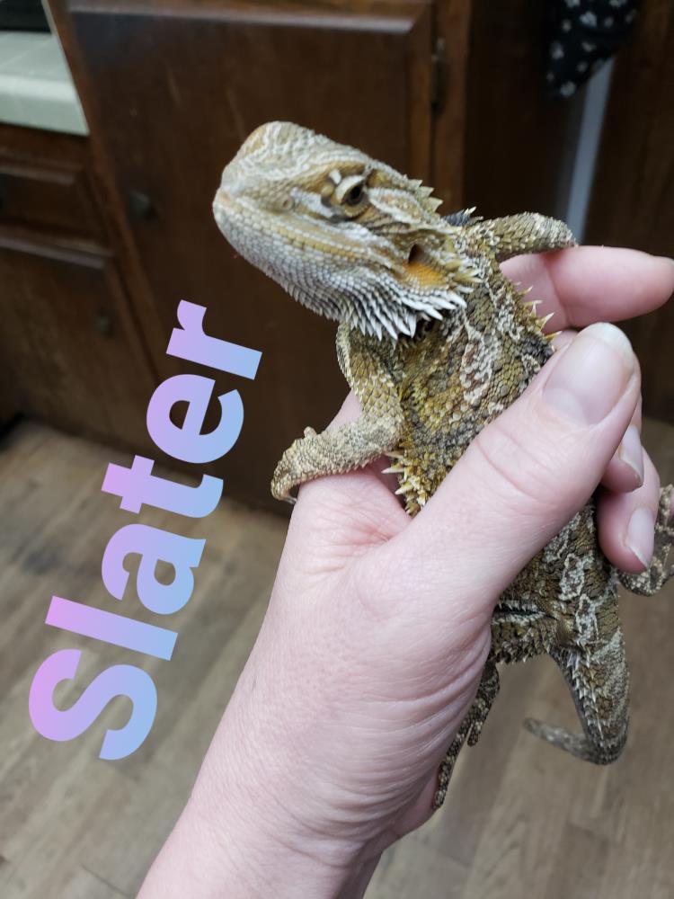 Lizard adoption sales near me