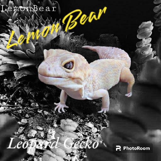 Lemon Bear