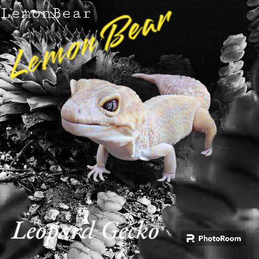Lizard adoption sales near me